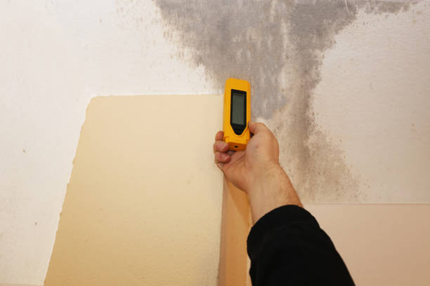 Best Crawl Space Mold Remediation  in Warm Springs, CA