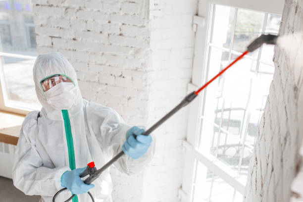 Best Basement Mold Removal  in Warm Springs, CA