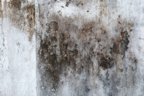 Best Air Quality Testing for Mold Spores  in Warm Springs, CA
