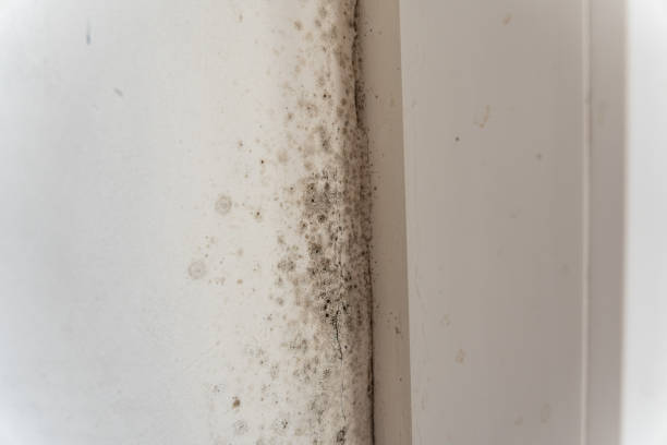 Best Mold Odor Removal Services  in Warm Springs, CA