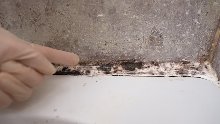 Reliable Warm Springs, CA Mold Removal Solutions