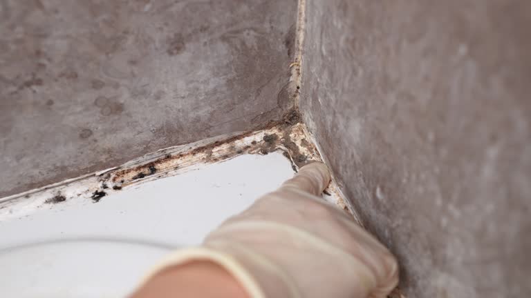 Biohazard Mold Removal in Warm Springs, CA