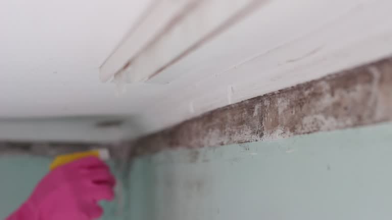 Best Industrial Mold Remediation  in Warm Springs, CA